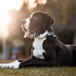 The History and Heritage of the Asa Danes Breed