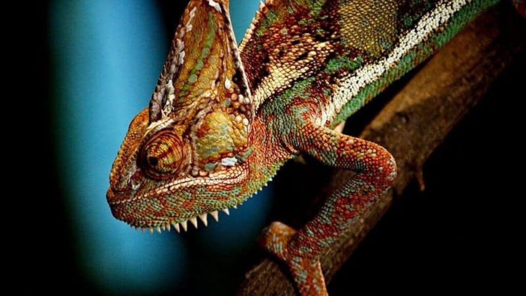 chameleónovité