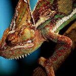 Chameleónovité: Fascinating Facts, Species Types, Habitat, and Care Guide