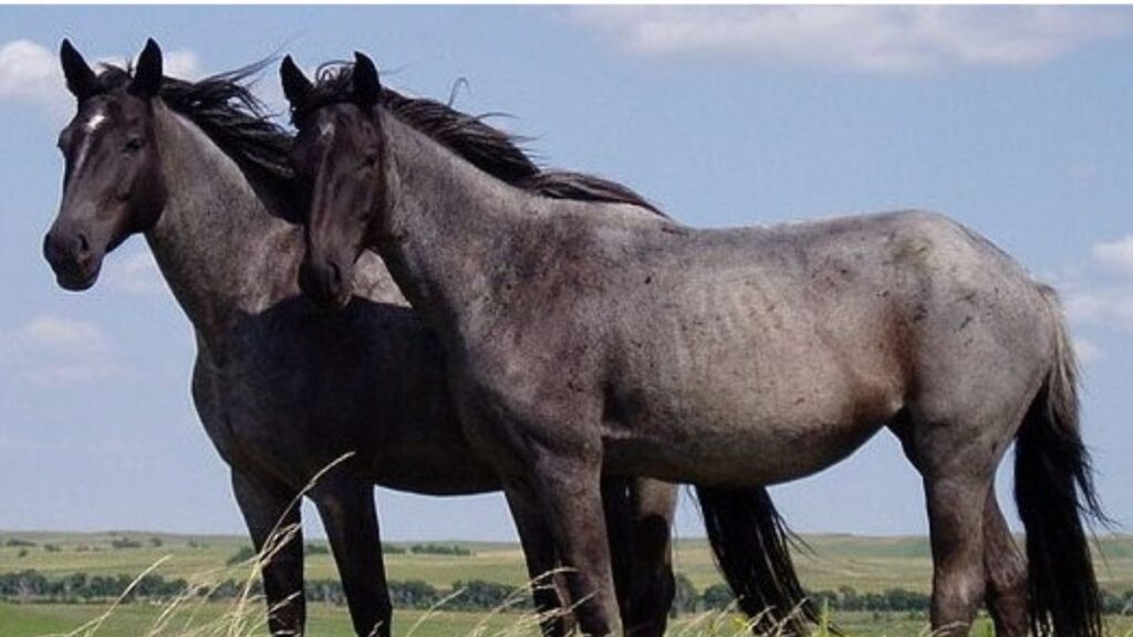 Horses