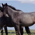 Choosing the Right Nutrition for Horses, Llamas, and Alpacas