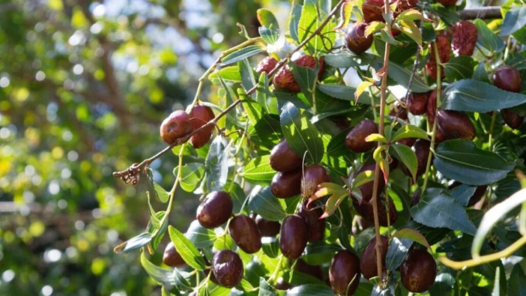 Žižole: Benefits, Uses, Nutrition, and How to Enjoy This Ancient Fruit